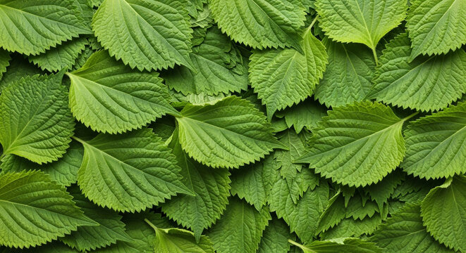 Fresh Green Shiso Leaves Seamless Background Texture, Perilla Frutescens Culinary Herb Pattern