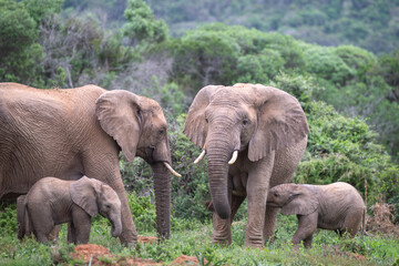 Elephant family © Lesli Woodruff