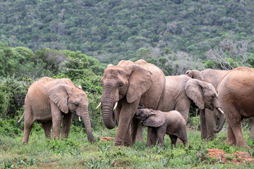 Fototapeta premium Baby elephant nursing