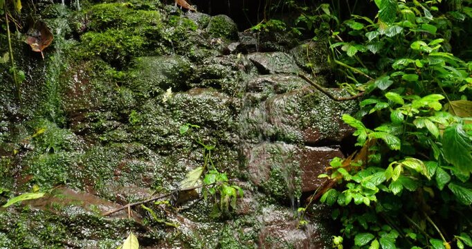 Water trickling down a humid rock face with diverse plant life  in montane rainforest on the western Andean slopes near Mindo