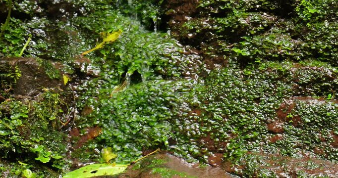 Water trickling over liverworts of a humid rock face in montane rainforest on the western Andean slopes near Mindo