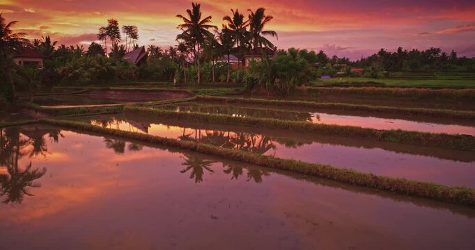 Drone flight over terraced rice paddies in Bali. Amazing bright orange and purple sunset reflected in water, framed by swaying palm trees and traditional houses, tranquil, tropical evening landscape
