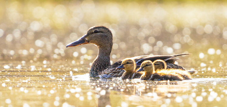 Duck with baby ducklings at sunrise