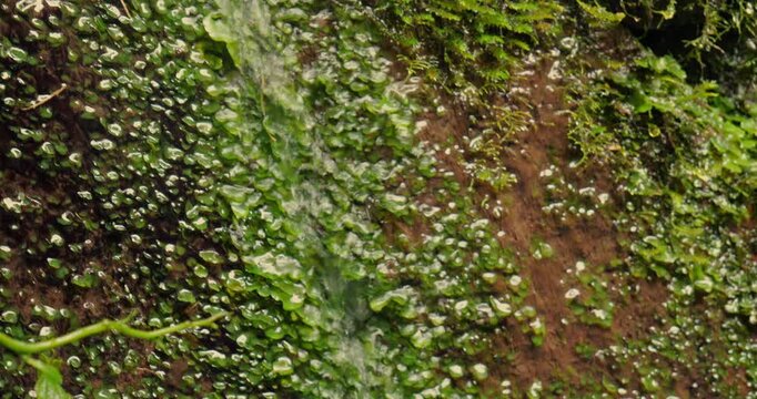 Water trickling over liverworts of a humid rock face in montane rainforest on the western Andean slopes near Mindo