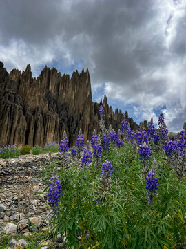 Purple lupine flowers in front of rock formations, Valle de las Animas