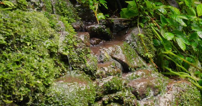 Water trickling down a humid rock face with diverse plant life  in montane rainforest on the western Andean slopes near Mindo