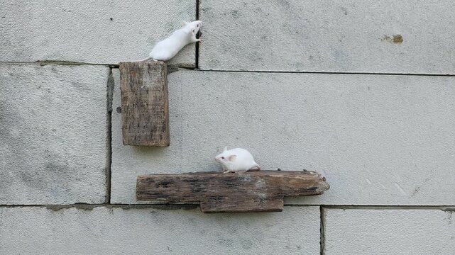 White Rats for Reptile Feed and Laboratory Research