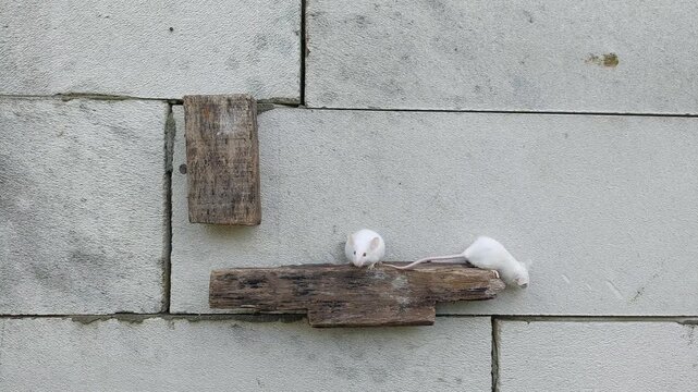 White Rats for Reptile Feed and Laboratory Research