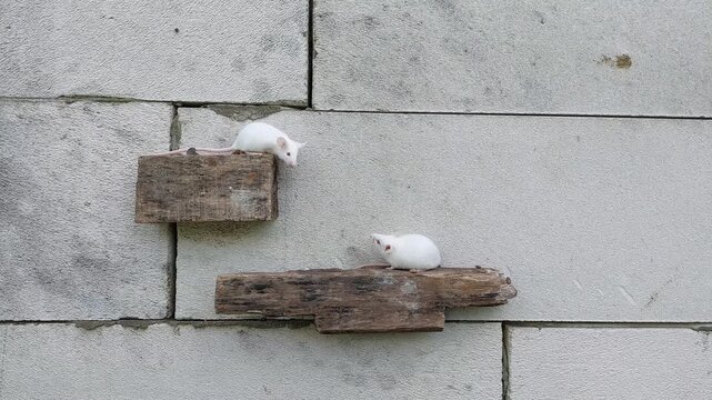 White Rats for Reptile Feed and Laboratory Research