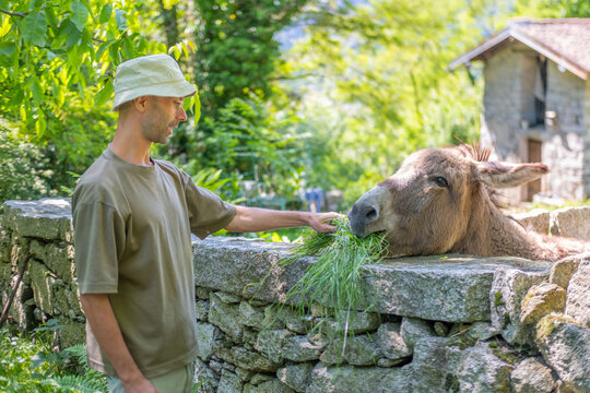 Happy Young farmer feeding donkey with fresh grass, enjoying bond, connection with farm animal, rural harmony moment, Equus africanus asinus