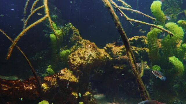 Footage of a group of freshwater fish, possibly rosyface shiners or cutthroat trout, swimming in a public aquarium