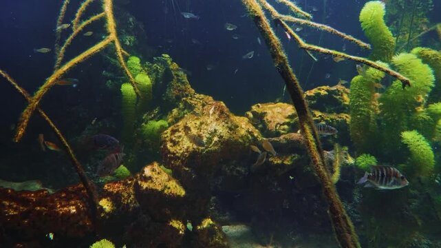 A close up shot of a school of Brook Trout (Salvelinus fontinalis) swimming in a freshwater aquarium.