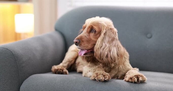 English Cocker Spaniel dog resting on sofa at home