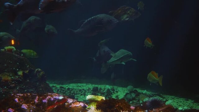 A close up shot of a school of vibrant Boeseman's Rainbowfish (Melanotaenia boesemani) swimming gracefully in a large, dark aquarium.
