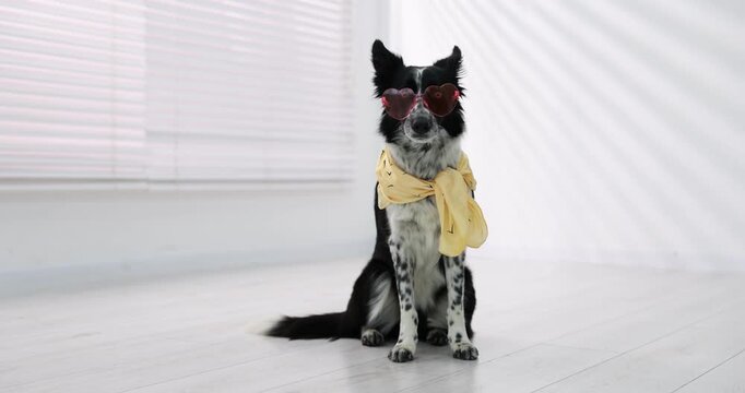 Pet's clothes. Cute Border Collie dog wearing scarf and sunglasses indoors