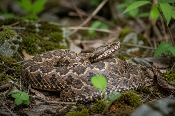 Obraz premium Venomous Snake Coiled on Forest Floor in Natural Habitat