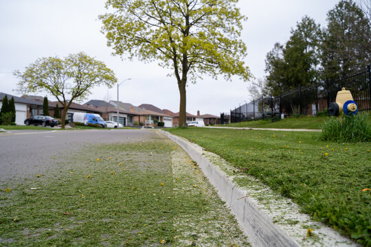Title: Freshly cut grass along suburban residential street curb.