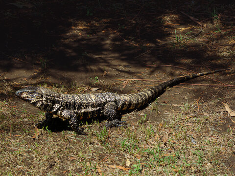 lagarto