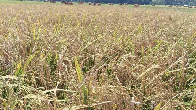 Mature golden rice field ready for harvest