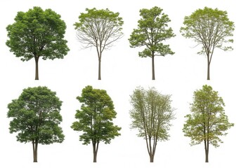 Obraz premium Collection of eight different green trees isolated on a white background for architectural visualization and landscape design.