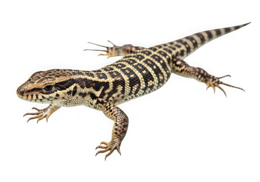 Close-up of a colorful lizard on a neutral background isolated on transparent background