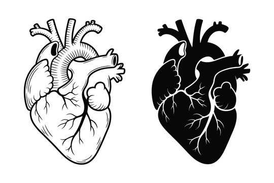 Human heart anatomical icon set showing medical structure outline and filled silhouette versions for healthcare education biology study and scientific visualization use