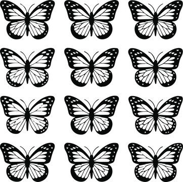butterfly study black white wing shape variations