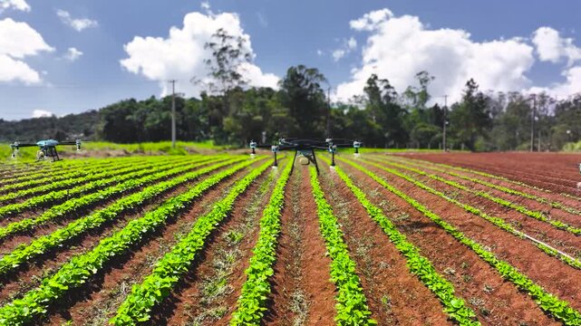 Autonomous drones flying over agricultural field, showing smart farming technology, crop monitoring and precision agriculture in 4K.