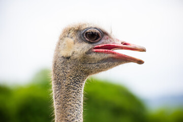 Side profile portrait of a common ostrich with an open beak against a blurred green nature background © Pak Lang