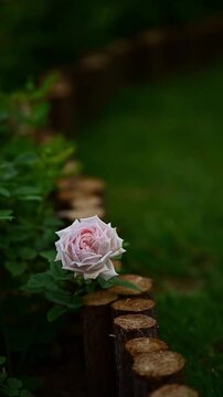 Single pale pink rose blooming beside a rustic wooden log border against a soft blurred green garden background with copy space.