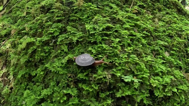 Plectotropis on the grass. Plectotropis is a genus of air-breathing land snails, terrestrial pulmonate gastropod mollusks in the family Camaenidae.