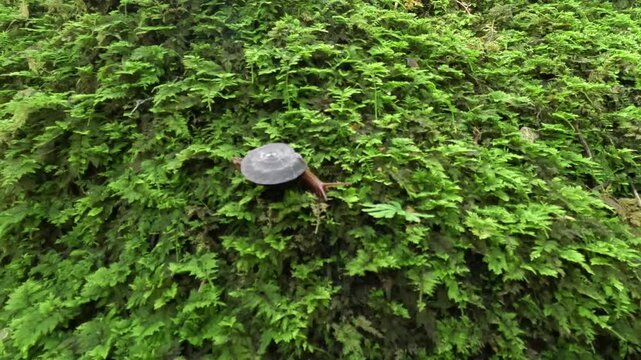 Plectotropis on the grass. Plectotropis is a genus of air-breathing land snails, terrestrial pulmonate gastropod mollusks in the family Camaenidae.
