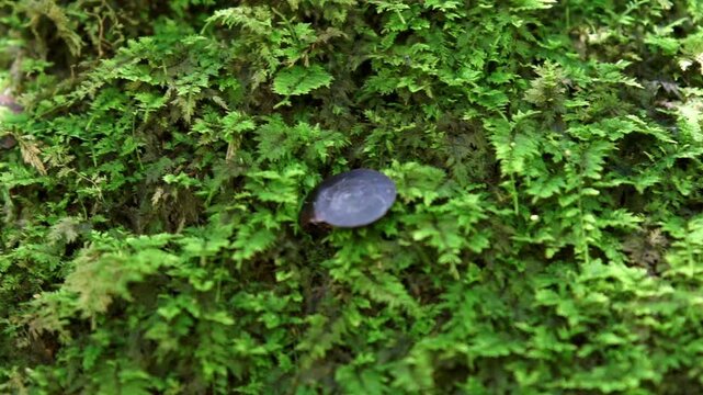Plectotropis on the grass. Plectotropis is a genus of air-breathing land snails, terrestrial pulmonate gastropod mollusks in the family Camaenidae.