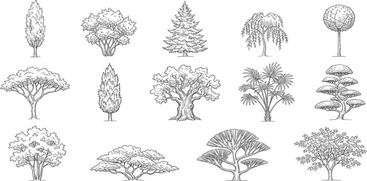 Collection of various detailed tree illustrations, including deciduous, coniferous, and ornamental varieties, perfect for architectural and landscape designs