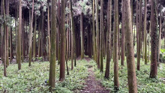 Cinematic first person view moving forward along a narrow path through a dense cedar tree forest in China.
