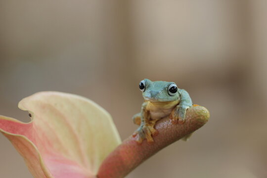 Flying Frog tree