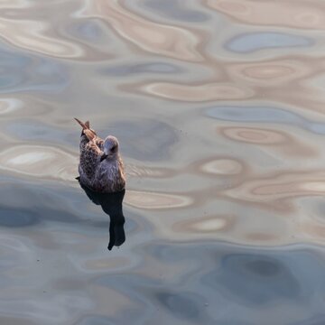 great crested grebe
