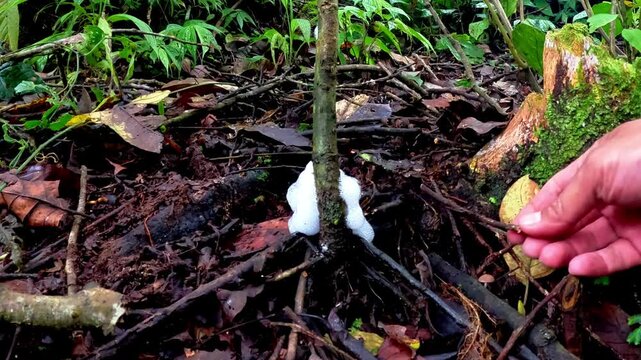 Frog egg foam on a tree. Tree frogs usually hatch nests after breeding, amphibians try to adapt to life in the environment