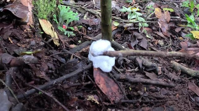 Frog egg foam on a tree. Tree frogs usually hatch nests after breeding, amphibians try to adapt to life in the environment