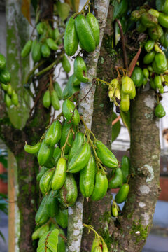 Averrhoa bilimbi, commonly known as bilimbi or belimbing wuluh. The fruits are extremely acidic and sour. Leaves and fruits are utilized for various traditional medicinal purposes.