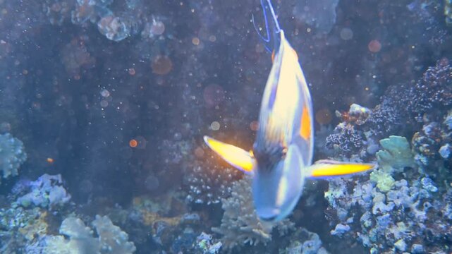 Sohal surgeonfish swimming over vibrant coral reef in Red Sea underwater scenery.