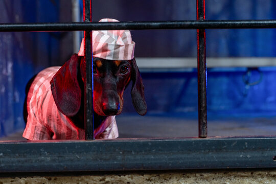 Dachshund dog in striped prisoner pajama and cap standing behind dark metal bars on blue background, theatrical jailbird humor concept.