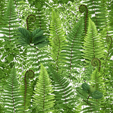 Lush green ferns create a vibrant and dense forest landscape a natural scene.