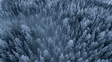 Dense coniferous forest, morning fog, frost on the leaves © iqbal