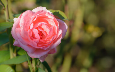 Obraz premium Pink rose on a blurred background