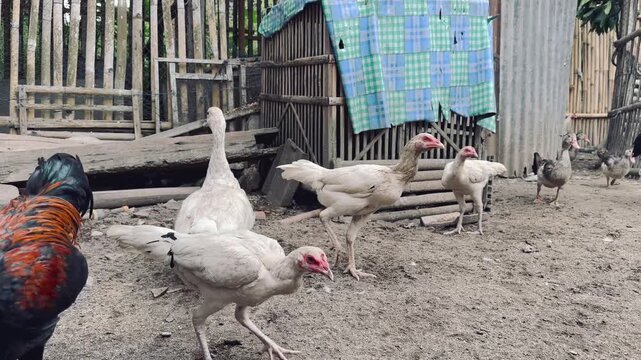 Diverse poultry flock, including energetic chickens, a proud rooster, and a large white goose, in a rustic backyard