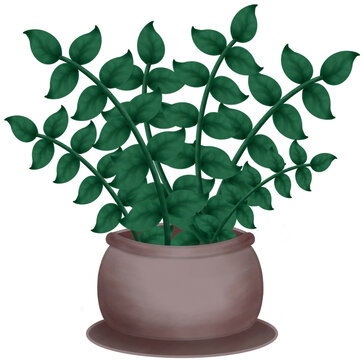 plant in a pot