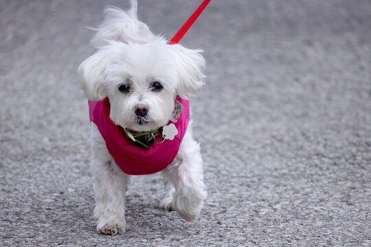 Front view fluffy small white Maltese puppy on a leash wearing pink vest walking on asphalt