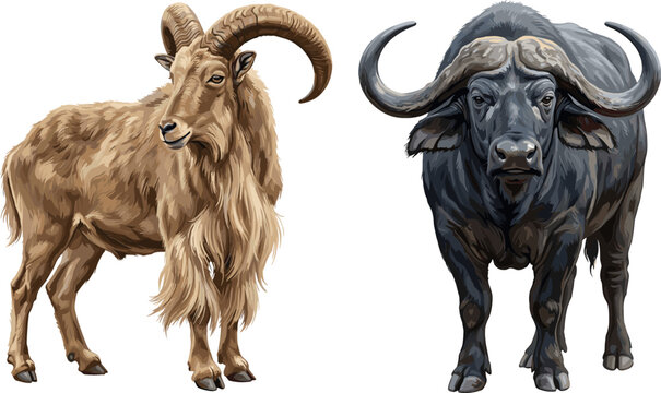 Realistic Hand Drawn Wild Horned Animal Vector Set with Barbary Sheep Ram and African Cape Buffalo for Wildlife Nature Graphic Designs