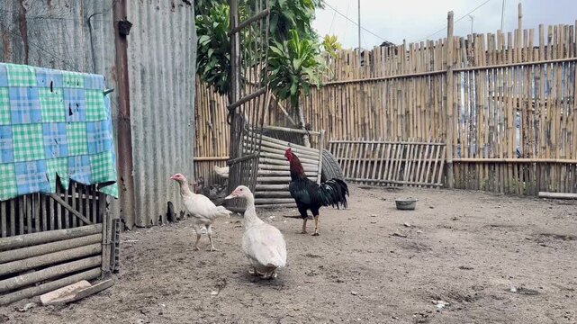 Chickens and ducks in a rustic farmyard setting